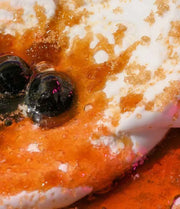 eos Brown Sugar Bubble Lip Treatment Duo – Exfoliating Lip Scrub & Moisturizing Balm