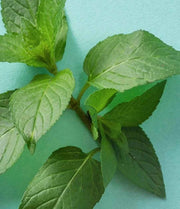 eos Sweet Mint Organic Lip Balm – 100% Natural Lip Moisturizer with Shea & Coconut Oil