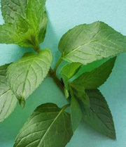 eos Sweet Mint Lip Balm – USDA Certified Organic, Hydrating Natural Lip Care